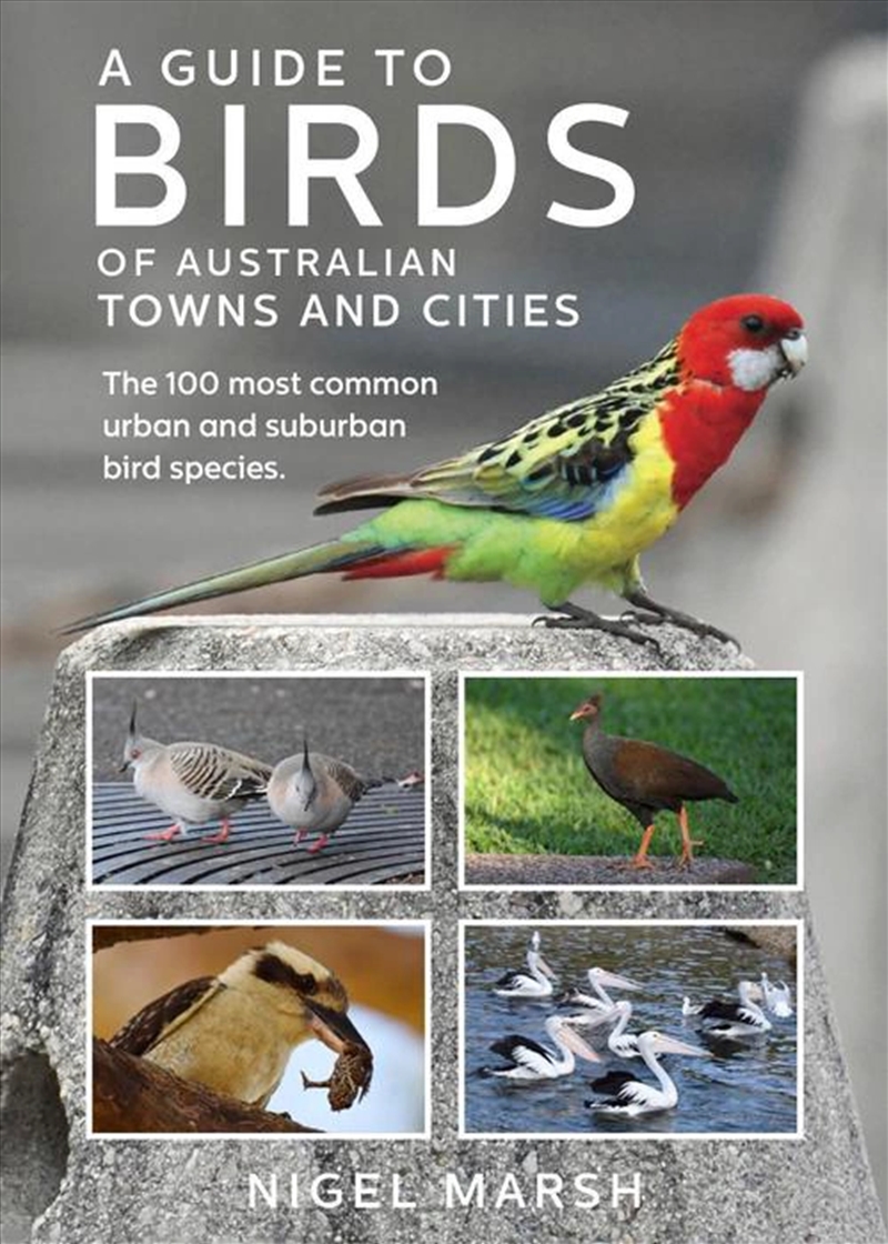 A Guide To Birds Of Australian Towns & Cities/Product Detail/Animals & Nature