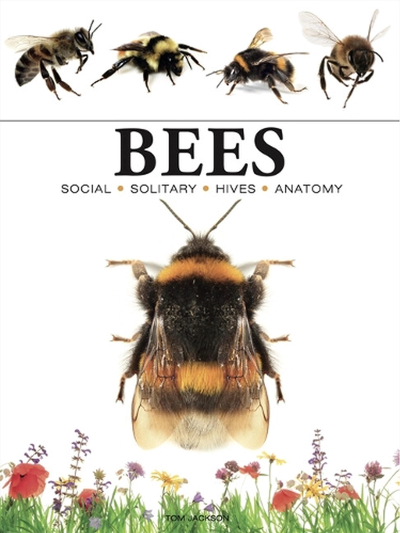 Bees/Product Detail/Animals & Nature