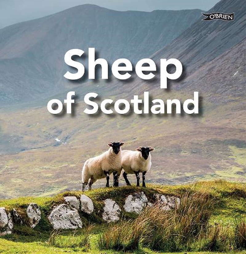 Sheep of Scotland/Product Detail/Animals & Nature