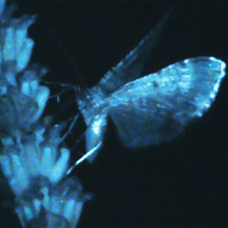 Triple Shooting Star/Product Detail/Rock/Pop