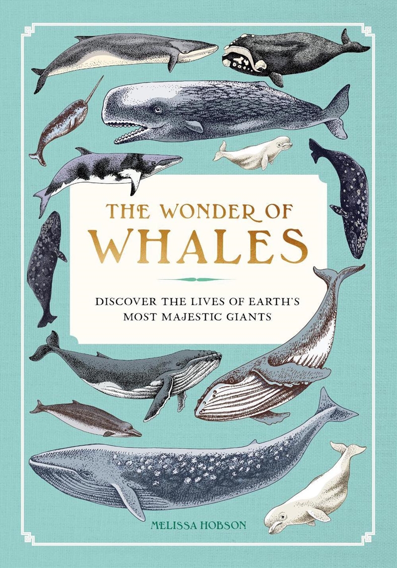 The Wonder of Whales/Product Detail/Animals & Nature