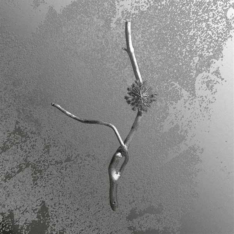 La Maccaia/Product Detail/Rock/Pop