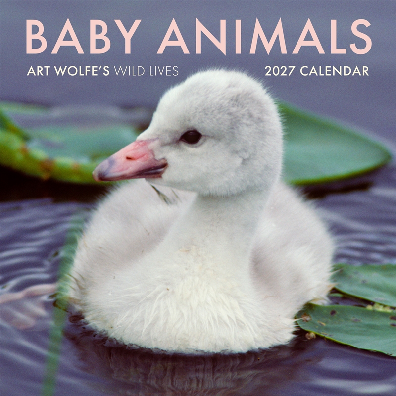 2027 Baby Animals Wall Calendar/Product Detail/Photography