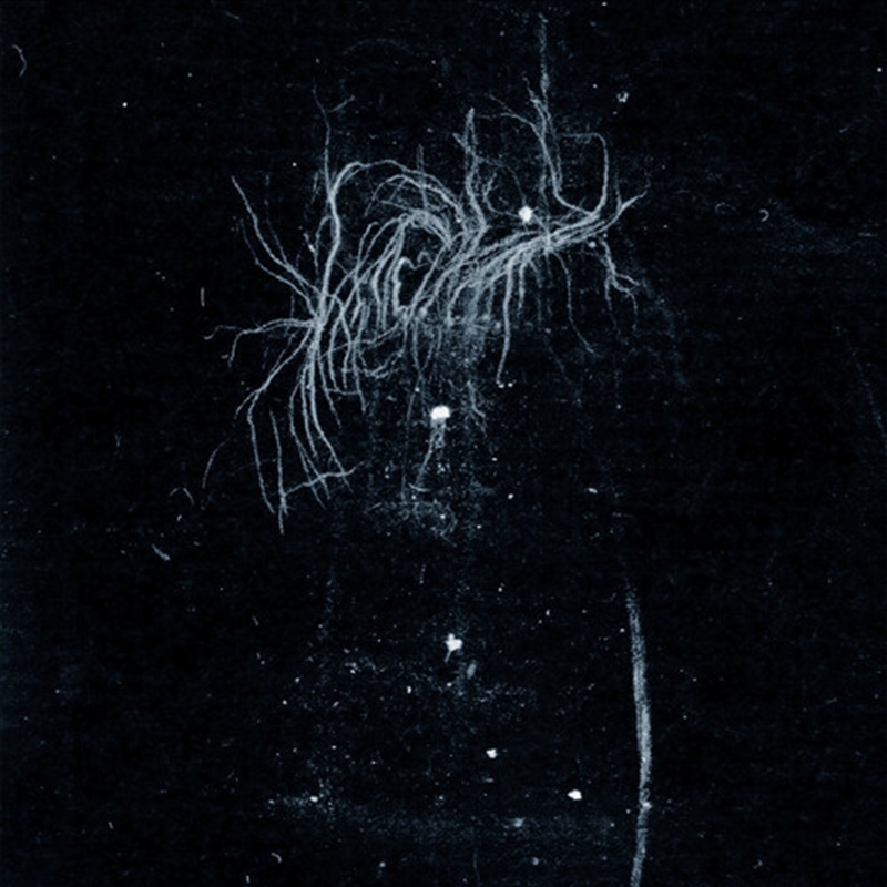 My Death Is More Beautiful Than Your Life/Product Detail/Rock/Pop