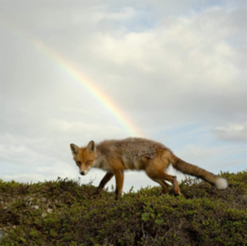 Buck Meek - Translucent Green/Product Detail/Blues