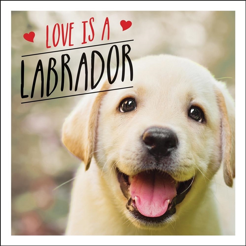 Love is a Labrador/Product Detail/Animals & Nature