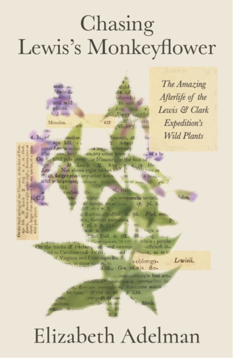 Chasing Lewis's Monkeyflower/Product Detail/Gardening