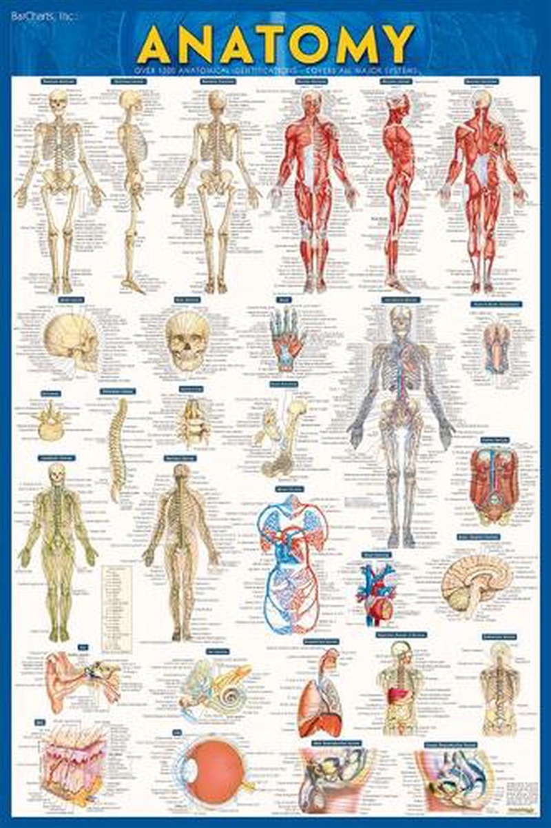 Anatomy Poster - Paper (24 x 36)/Product Detail/Healthcare