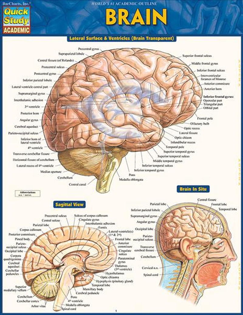Brain/Product Detail/Healthcare