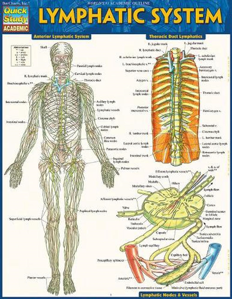 Lymphatic System/Product Detail/Healthcare