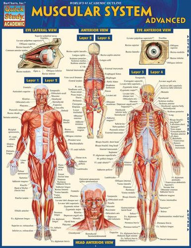 Muscular System Advanced/Product Detail/Healthcare