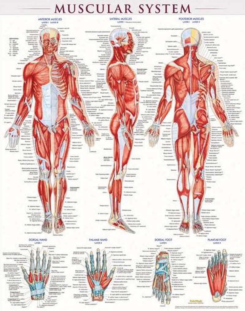 Muscular System-Laminated/Product Detail/Healthcare