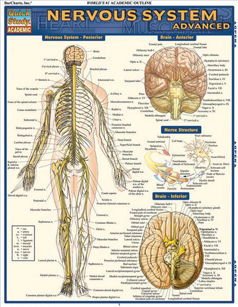 Nervous System Advanced/Product Detail/Healthcare