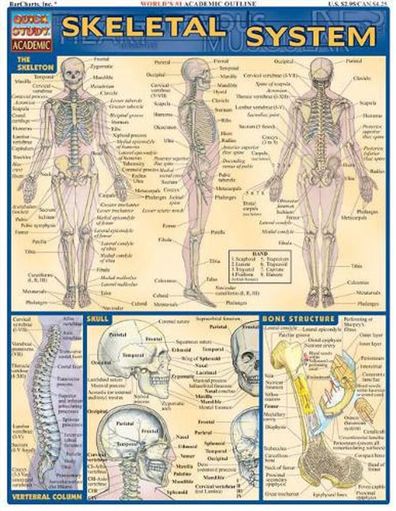 Skeletal System/Product Detail/Healthcare