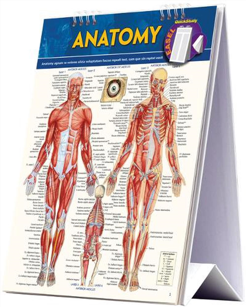 Anatomy Easel/Product Detail/Healthcare