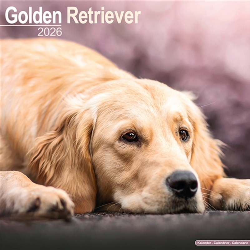 Golden Retriever Calendar 2026 Square Dog Breed Wall Calendar - 16 Month/Product Detail/Calendars & Diaries