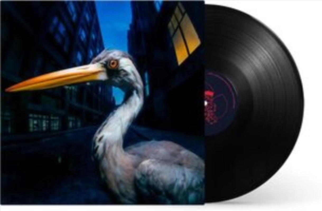 Decoding Birdsong/Product Detail/Rock/Pop