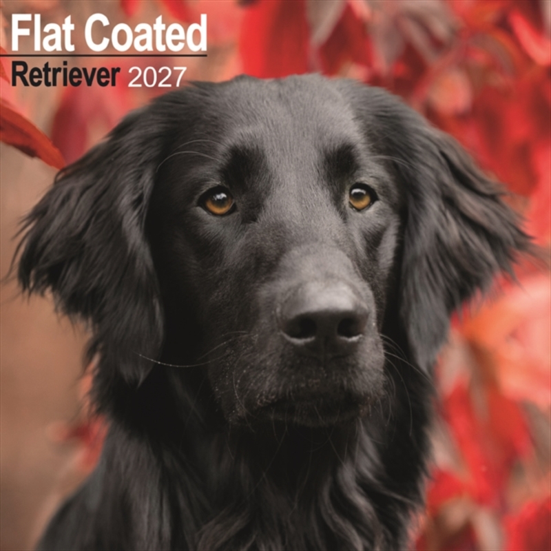 Flat Coated Retriever Wall/Product Detail/Calendars & Diaries