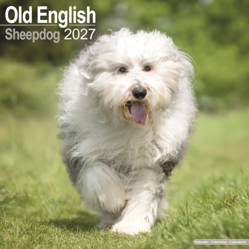 Old English Sheepdog SS Wall/Product Detail/Calendars & Diaries