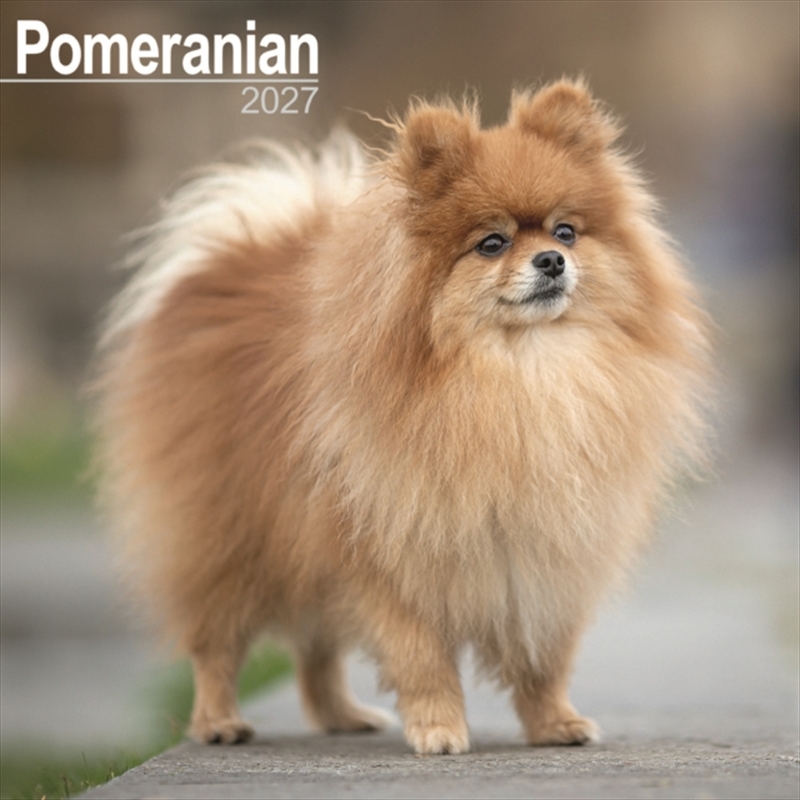 Pomeranian W/Product Detail/Calendars & Diaries