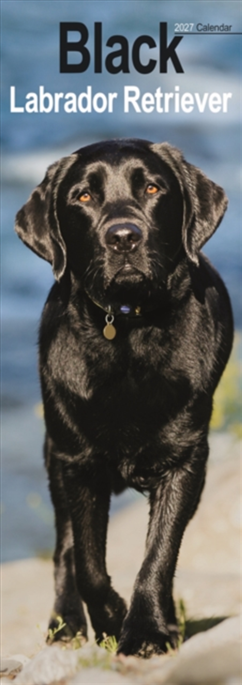 Labrador Retriever Black Slim/Product Detail/Calendars & Diaries