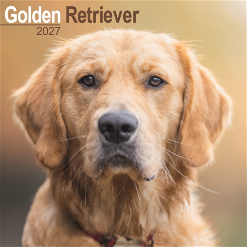 Golden Retriever Wall/Product Detail/Calendars & Diaries