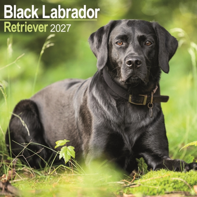 Labrador Retriever Black Wall/Product Detail/Calendars & Diaries