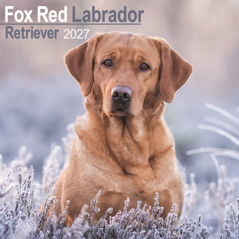 Labrador Retriever Fox Red Wall/Product Detail/Calendars & Diaries