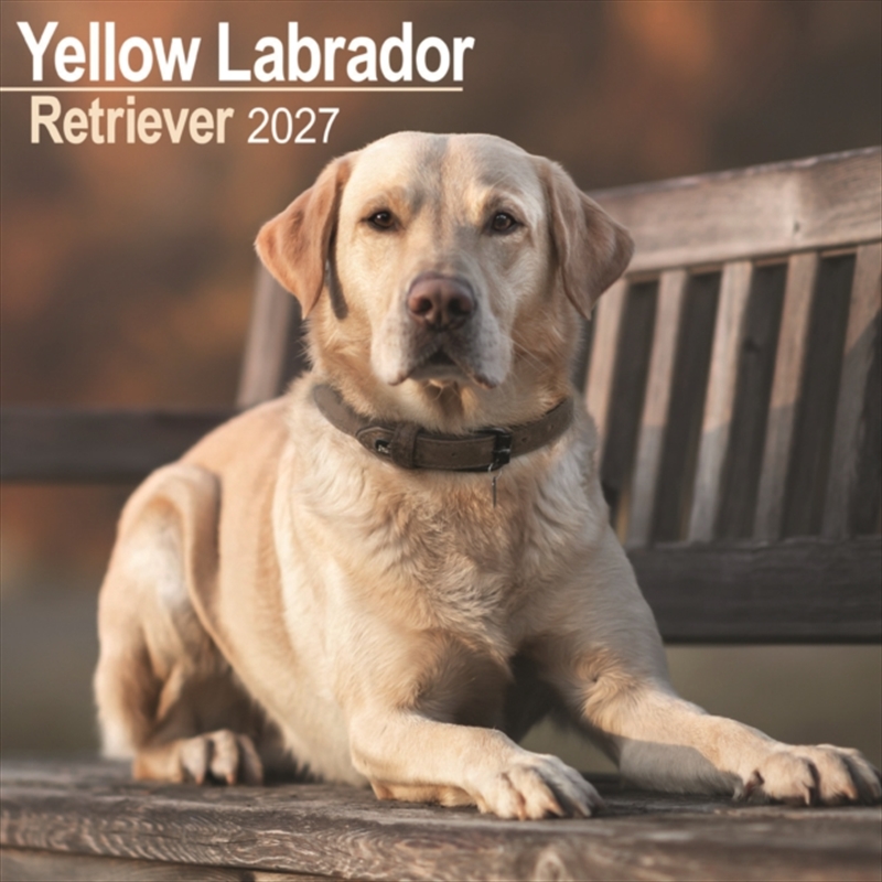 Labrador Retriever Yellow Wall/Product Detail/Calendars & Diaries