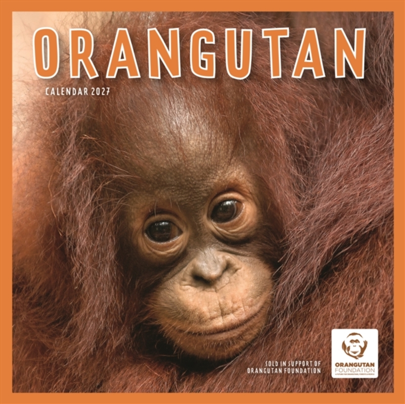 Orangutan (PFP) Wall Calendar/Product Detail/Calendars & Diaries