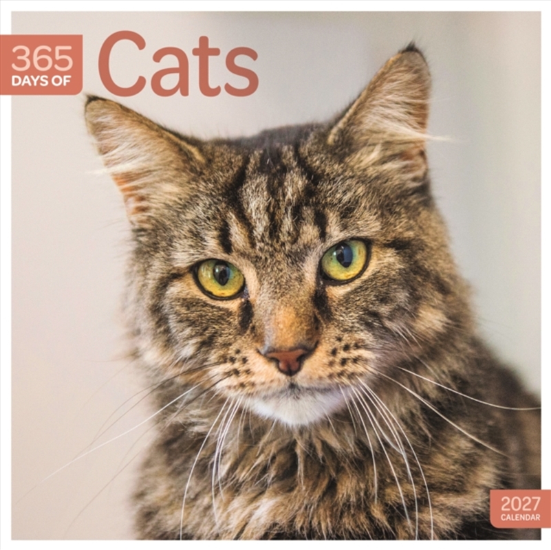 Cats 365 Days (PFP) Wall Calendar/Product Detail/Calendars & Diaries