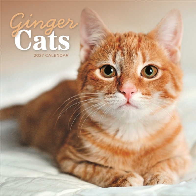 Ginger Cats (PFP) Wall Calendar/Product Detail/Calendars & Diaries