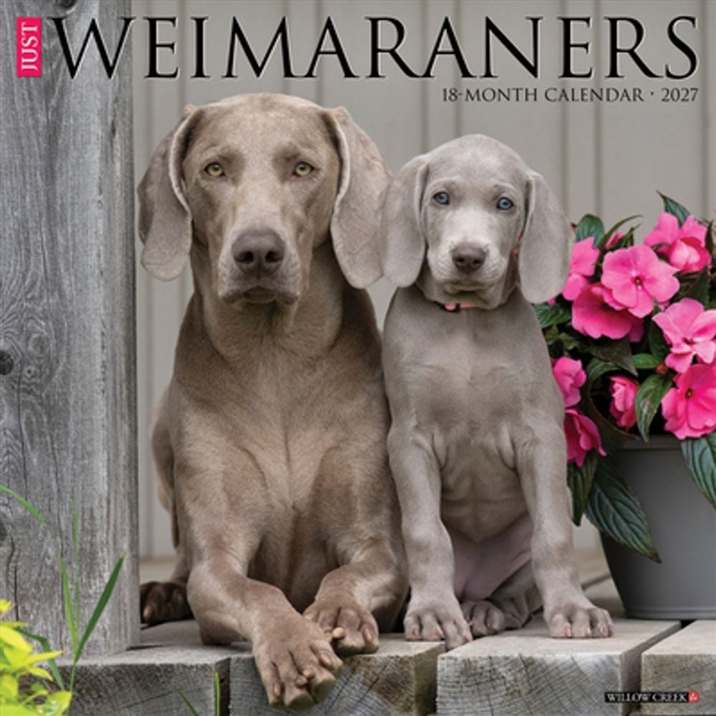 Weimaraners 2027 Wall Calendar/Product Detail/Calendars & Diaries