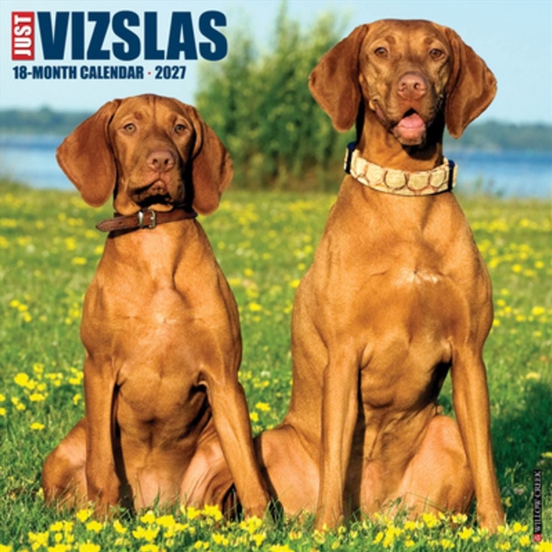 Vizslas 2027 Wall Calendar/Product Detail/Calendars & Diaries