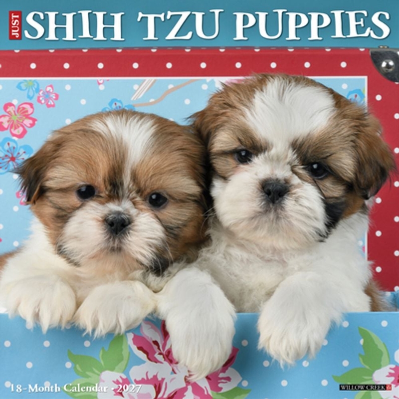 Shih Tzu Puppies 2027 Wall Calendar/Product Detail/Calendars & Diaries