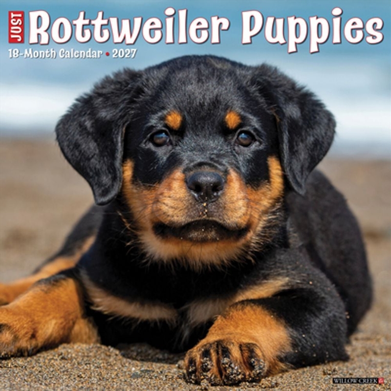 Rottweiler Puppies 2027 Wall Calendar/Product Detail/Calendars & Diaries