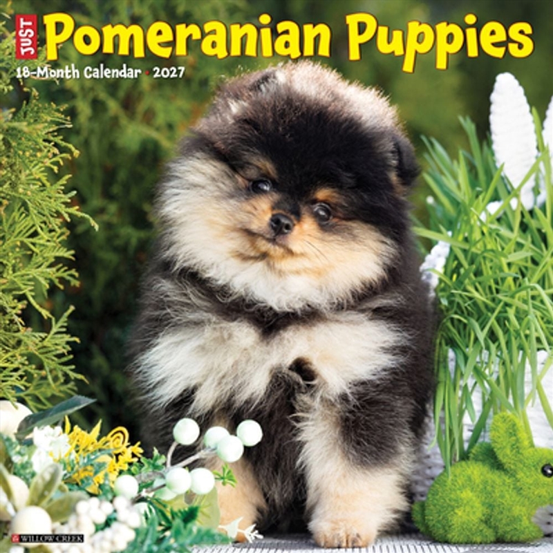 Pomeranian Puppies 2027 Wall Calendar/Product Detail/Calendars & Diaries