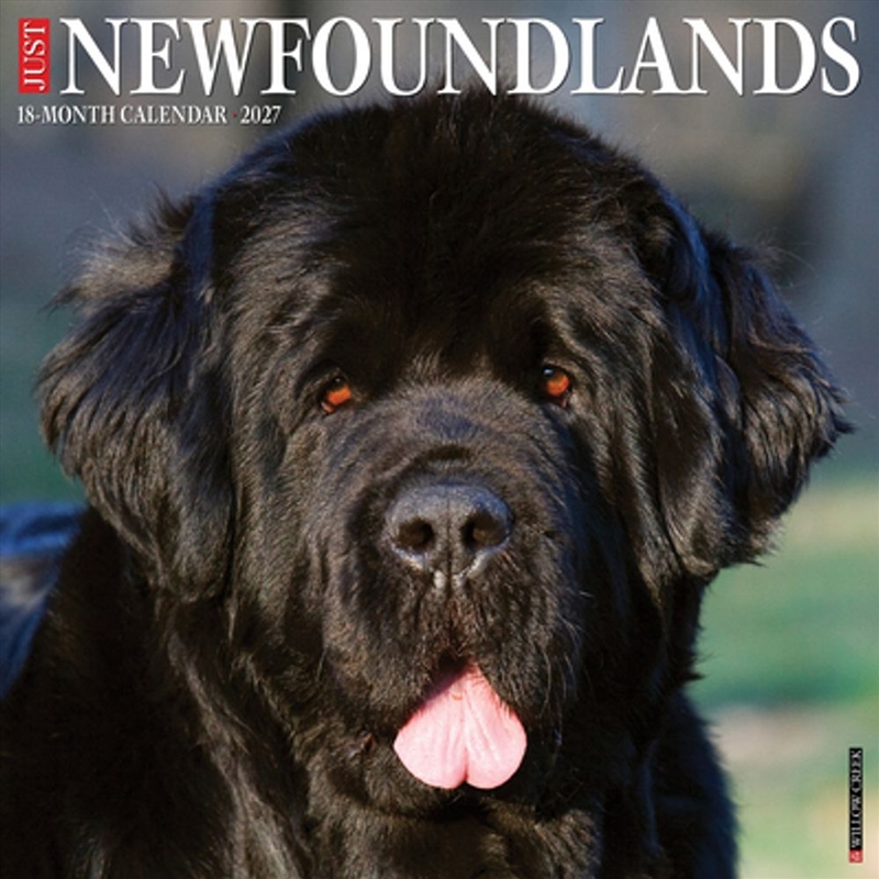Newfoundlands 2027 Wall Calendar/Product Detail/Calendars & Diaries