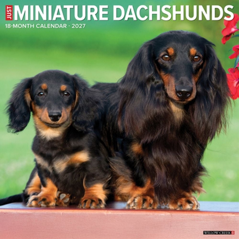 Miniature Dachshunds 2027 Wall Calendar/Product Detail/Calendars & Diaries