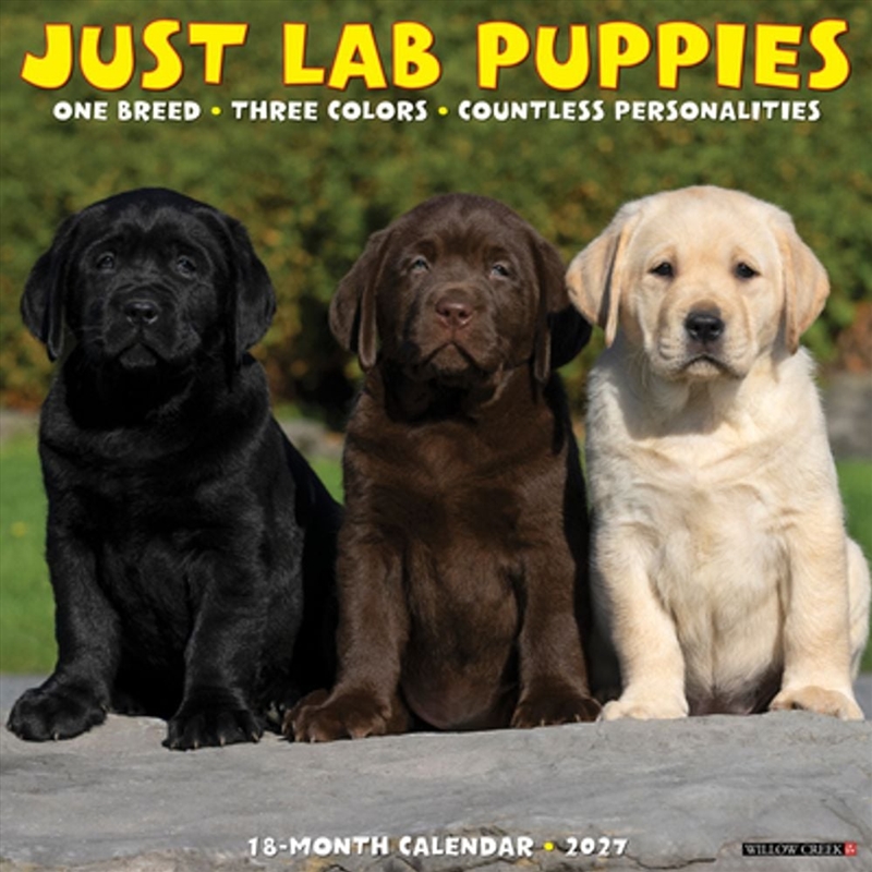 Lab Puppies 2027 Wall Calendar/Product Detail/Calendars & Diaries