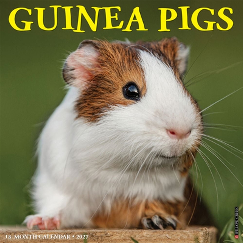 Guinea Pigs 2027 Wall Calendar/Product Detail/Calendars & Diaries