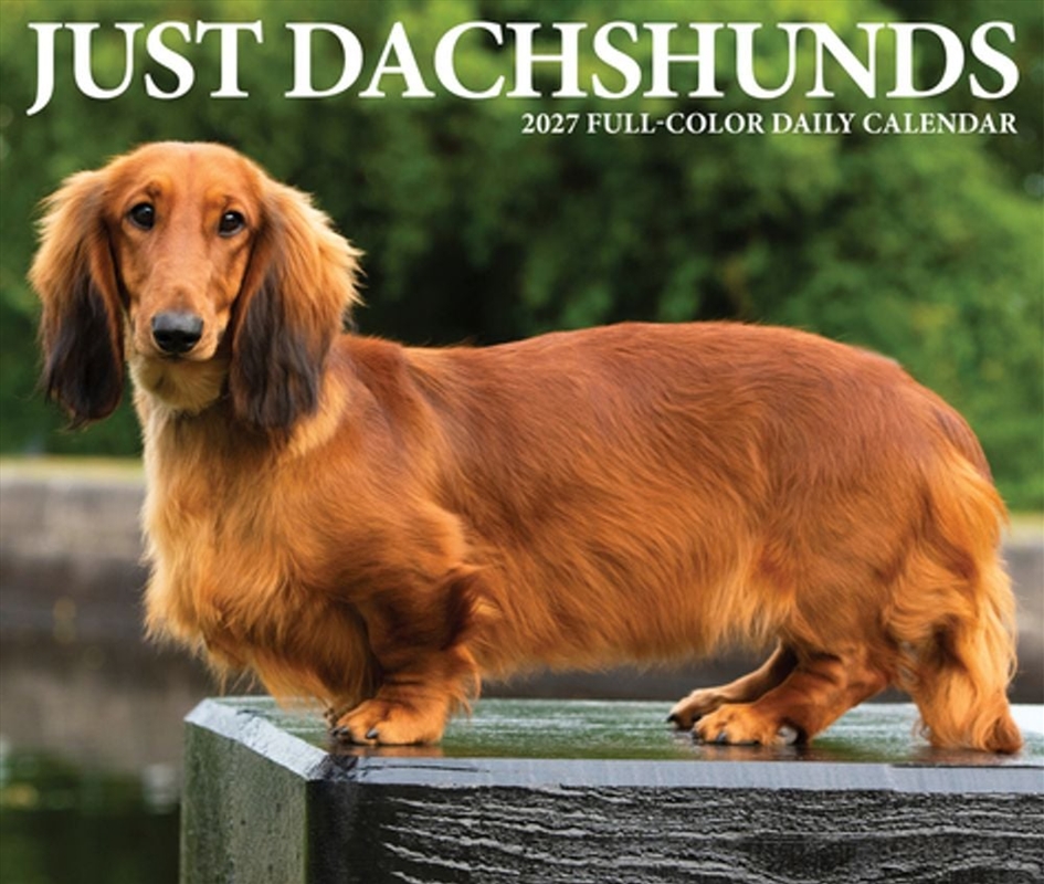 Dachshunds 2027 Box Calendar/Product Detail/Calendars & Diaries