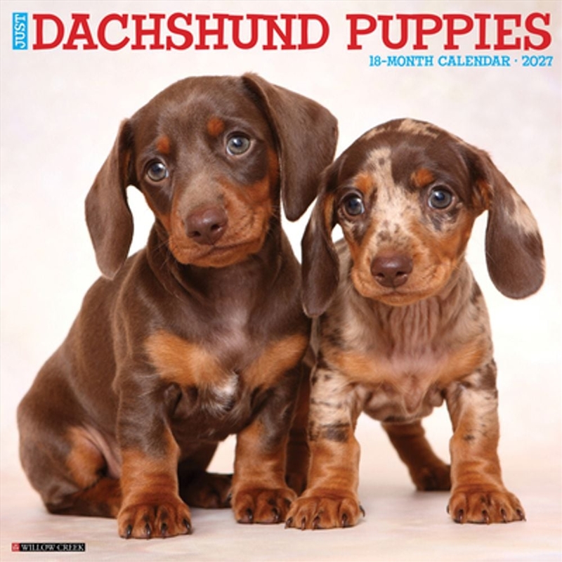 Dachshund Puppies 2027 Wall Calendar/Product Detail/Calendars & Diaries