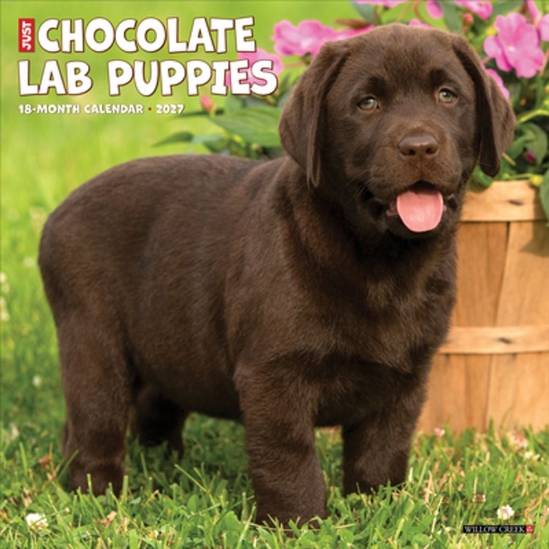 Chocolate Lab Puppies 2027 Wall Calendar/Product Detail/Calendars & Diaries