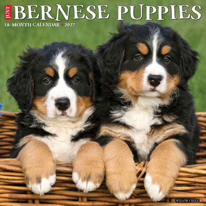 Bernese Mountain Puppies 2027 Wall Calendar/Product Detail/Calendars & Diaries