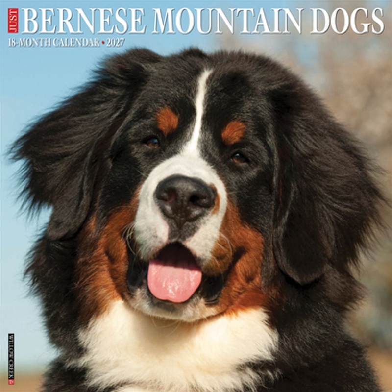 Bernese Mountain Dogs 2027 Wall Calendar/Product Detail/Calendars & Diaries