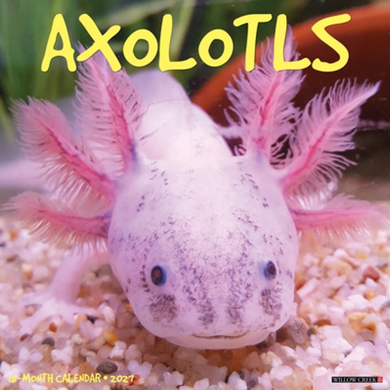 Axolotls 2027 Wall Calendar/Product Detail/Calendars & Diaries