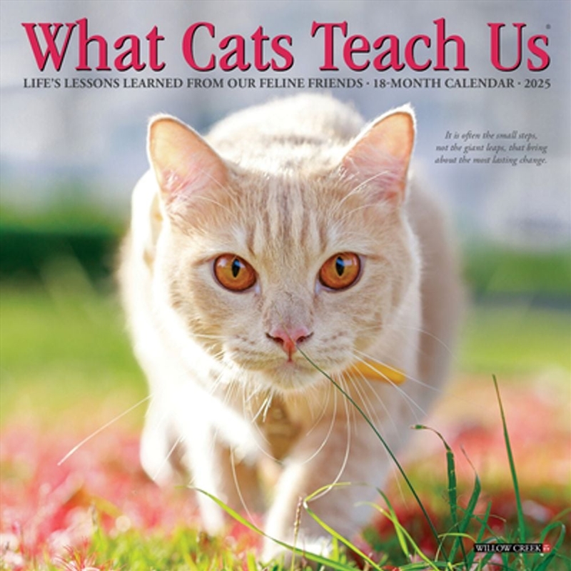 What Cats Teach Us 2027 Mini Calendar/Product Detail/Calendars & Diaries