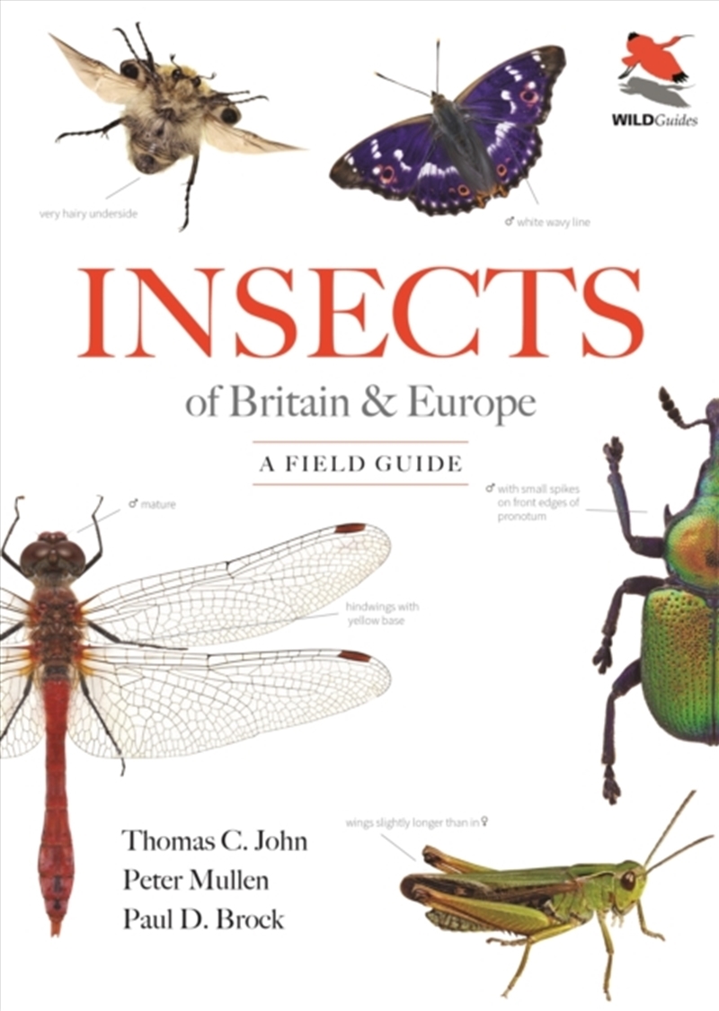 Insects of Britain and Europe : A Field Guide/Product Detail/Animals & Nature