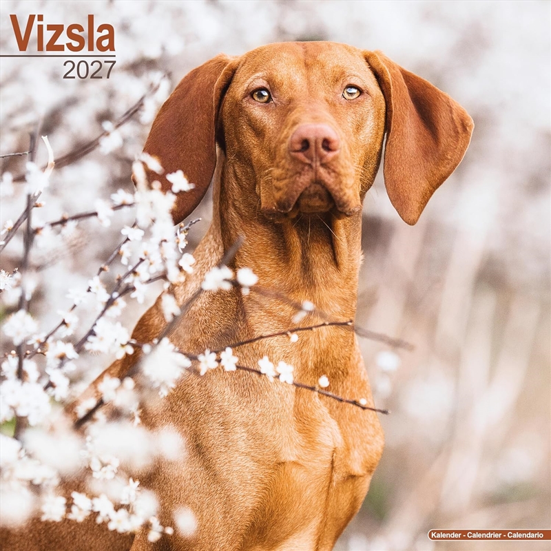 Vizsla Wall Calendar 2027/Product Detail/Calendars & Diaries
